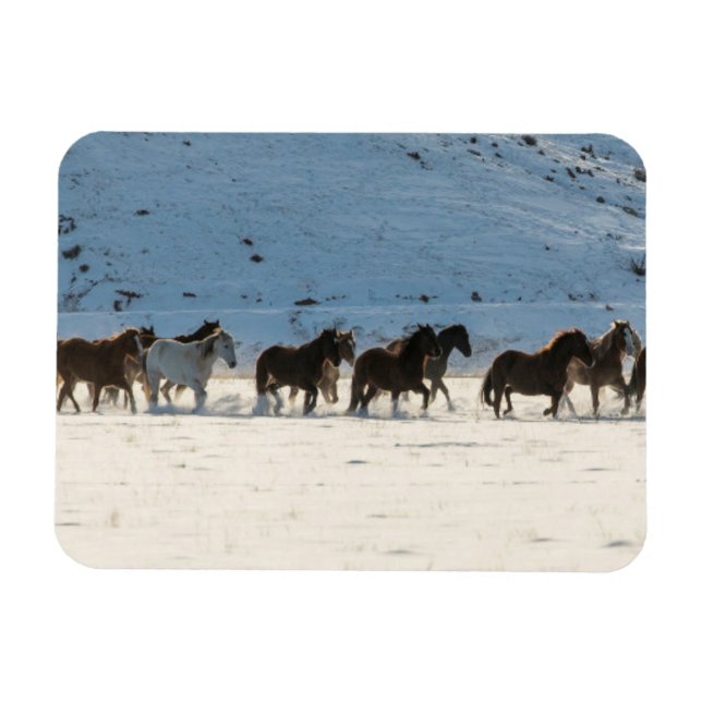 Magnet Flexible Conduite de chevaux en hiver au Hideout Ranch (Horizontal)