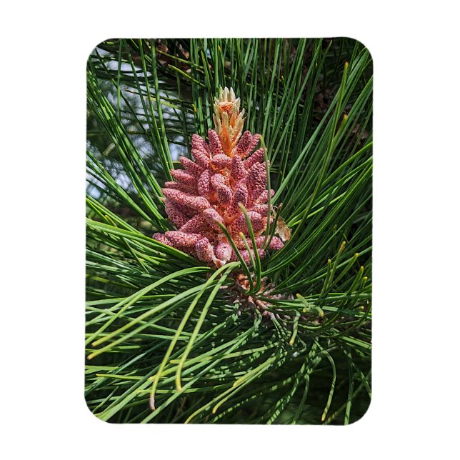 Magnet Flexible Cône de pollen de pin rouge (Pinus resinosa) (Vertical)