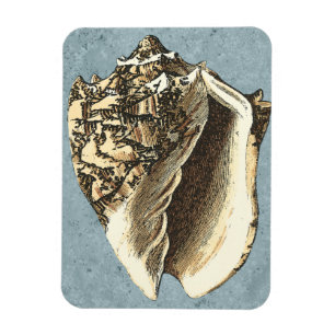 Magnet Flexible Conque délavée Shell