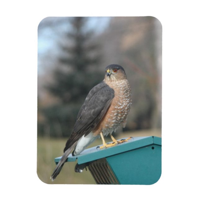Magnet Flexible Coopers Hawk (Vertical)