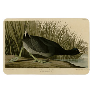 Magnet Flexible Coot américain des oiseaux d'Amérique d'Audubon