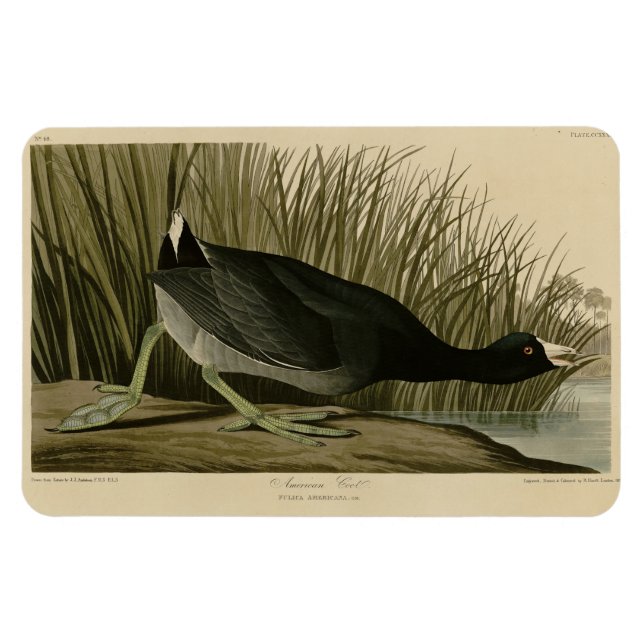 Magnet Flexible Coot américain des oiseaux d'Amérique d'Audubon (Horizontal)