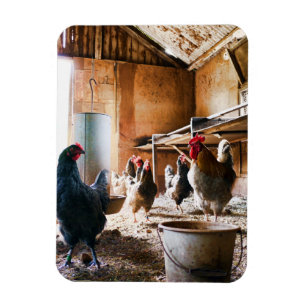 Magnet Flexible Coq et poules à l'intérieur de la grange
