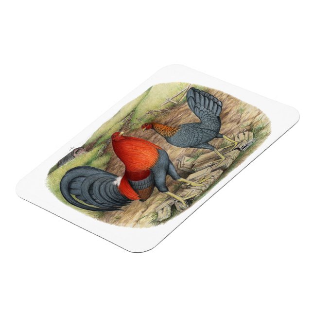 Magnet Flexible Coqs américains bleus rouges (Côté Gauche)