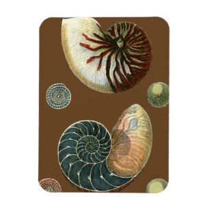 Magnet Flexible Coque de cacao