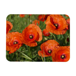 Magnet Flexible Coquelicots communs