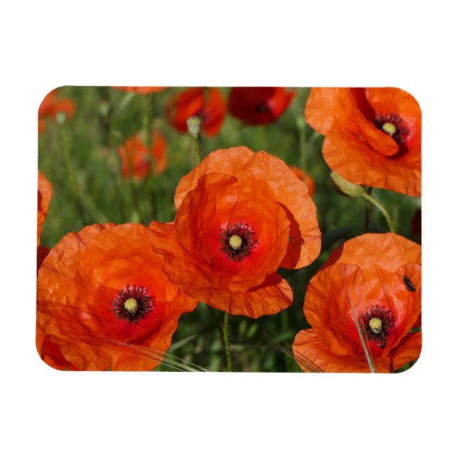 Magnet Flexible Coquelicots communs (Horizontal)