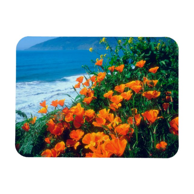 Magnet Flexible Coquelicots le long de la côte Pacifique près de B (Horizontal)