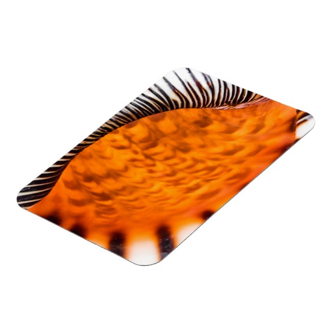 Magnet Flexible Coquillage hypnotique (Côté Gauche)