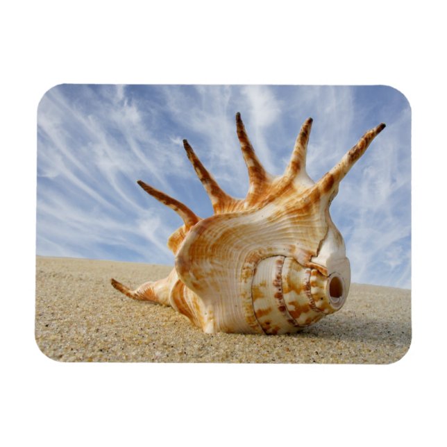 Magnet Flexible Coquillage Spider Conch sur Sandy Beach (Horizontal)