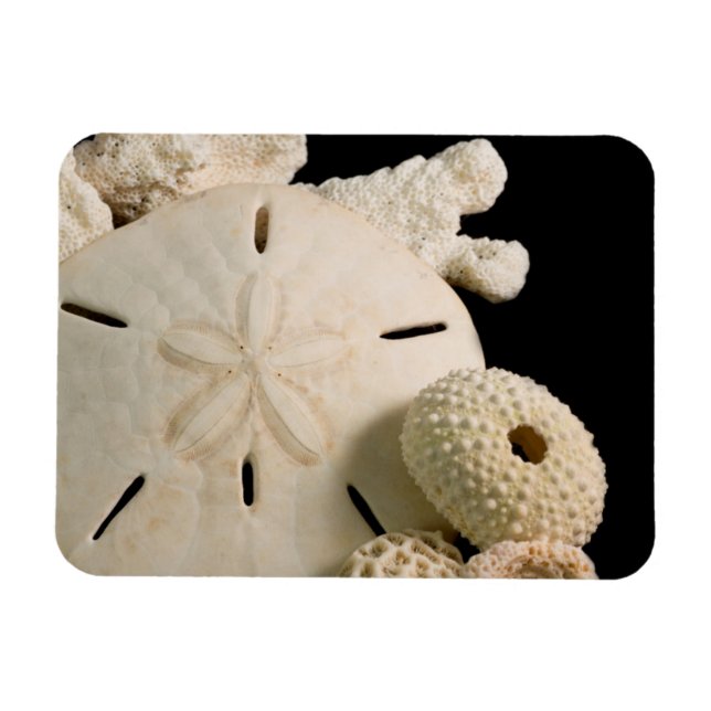 Magnet Flexible Coquillages Blancs Et Dollar De Sable (Horizontal)