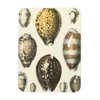 Coquillages De Forme Unique