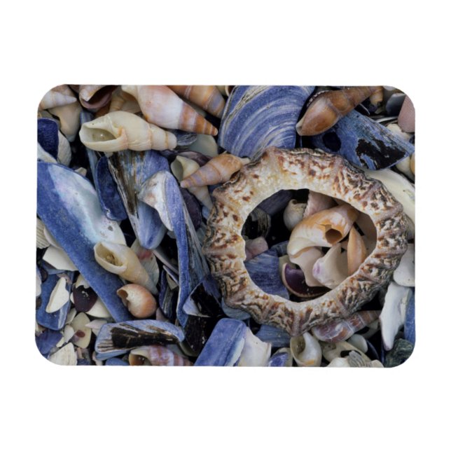 Magnet Flexible Coquillages, Le Cap, Cap-Occidental (Horizontal)