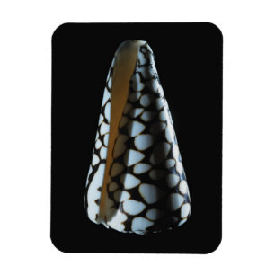 Magnet Flexible Coquille 2 de cône