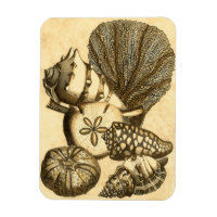 Coquilles neutres et collection de corail