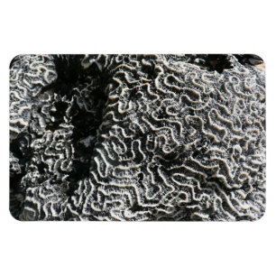 Magnet Flexible Corail noir et blanc I Abstrait Nature Photo