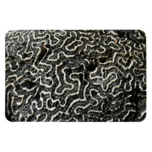 Magnet Flexible Corail noir et blanc II Abstrait Nature Photo