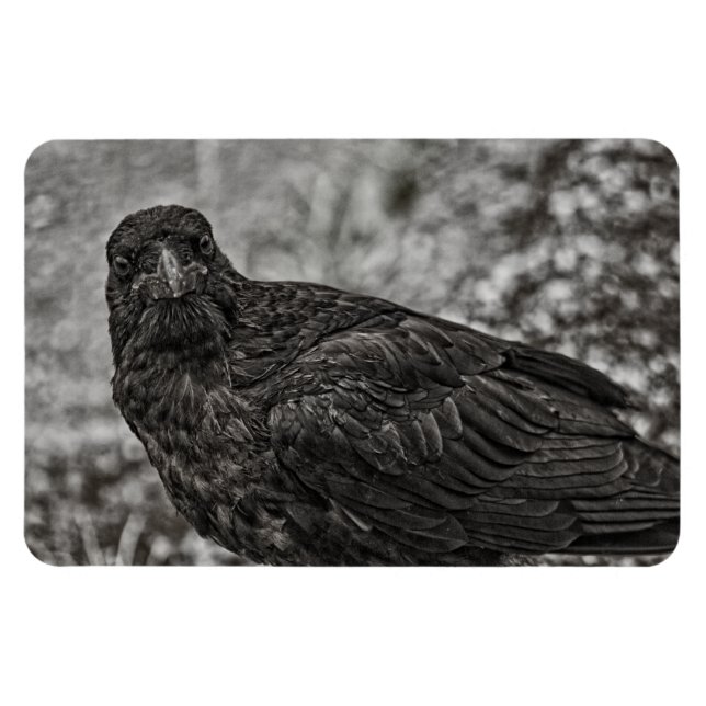 Magnet Flexible Corbeau P9239 (Horizontal)