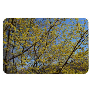 Magnet Flexible Cornelian Cherry