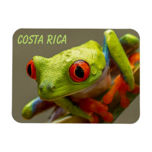 Magnet Flexible Costa Rica : La grenouille à feuilles rouges prête