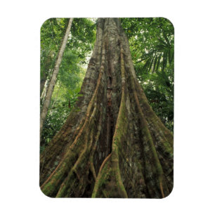 Magnet Flexible Costa Rica, parc national de Corcovado, contrefort