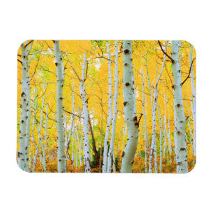 Magnet Flexible Couleurs automnales des arbres d'Aspen 1
