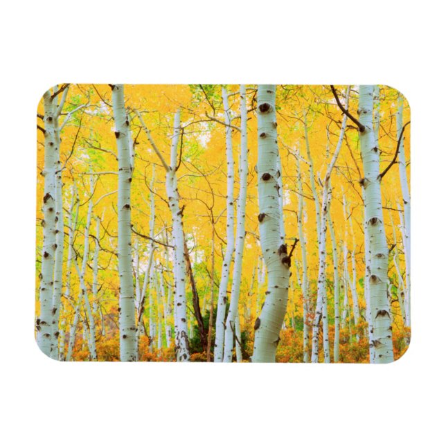 Magnet Flexible Couleurs d'automne des arbres d'Aspen 1 (Horizontal)