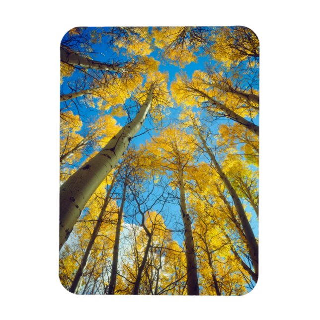 Magnet Flexible Couleurs d'automne des arbres d'Aspen 2 (Vertical)