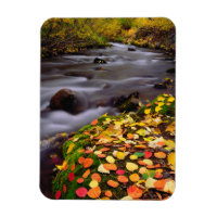Couleurs d'automne le long du ruisseau McGee
