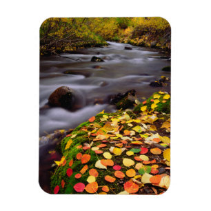 Magnet Flexible Couleurs d'automne le long du ruisseau McGee