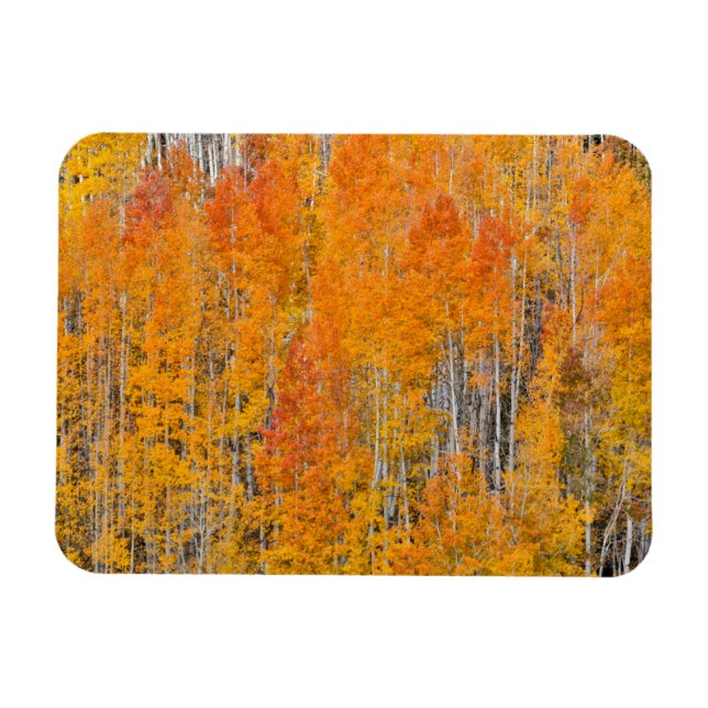 Magnet Flexible Couleurs d'automne sur les bosquets de trembles (Horizontal)