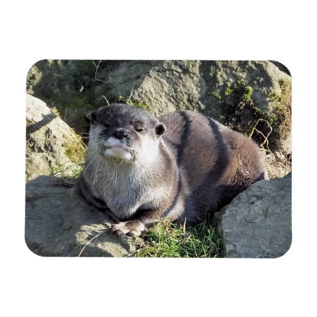 MAGNET FLEXIBLE COUPER OTTER (Horizontal)