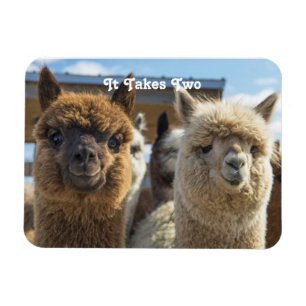 Magnet Flexible Couple d'Alpaca blanc et rougeâtre Brown