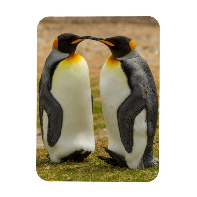 Magnet Flexible Couple de manchots royaux, Falklands (Vertical)