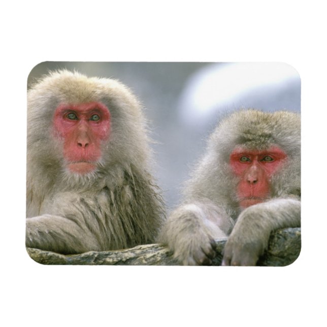 Magnet Flexible Couple de singes des neiges, Macaque japonais, (Horizontal)
