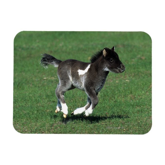 Magnet Flexible Courant de poulain miniature (Horizontal)