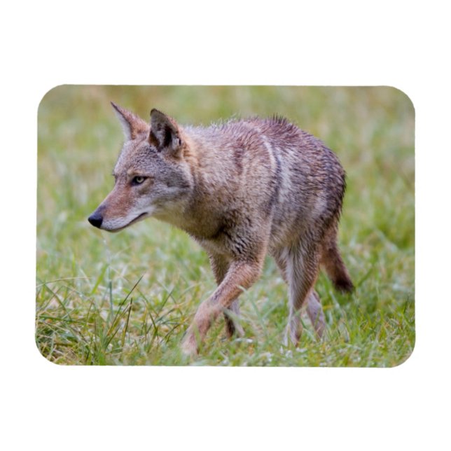 Magnet Flexible Coyote dans un champ, Cades Cove (Horizontal)