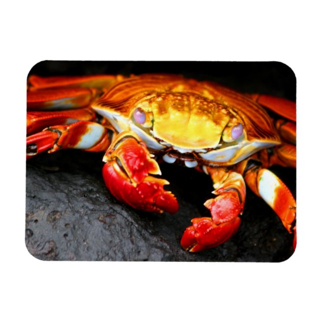 Magnet Flexible Crabe des Galapagos (Horizontal)