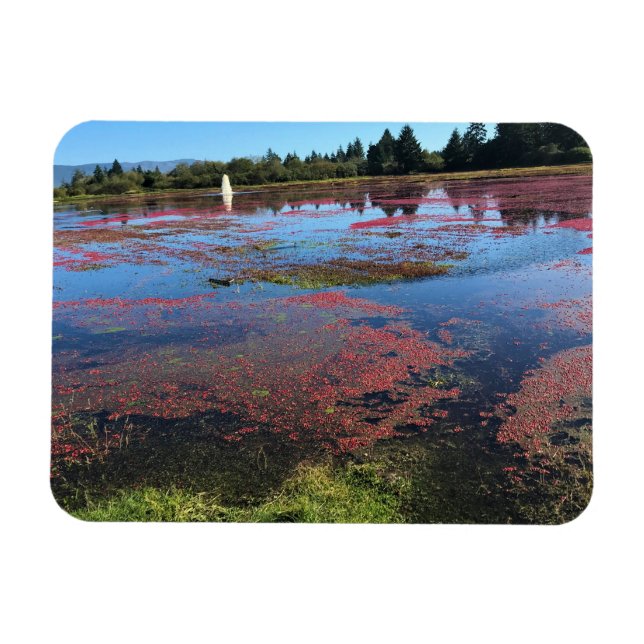 Magnet Flexible Cranberry Farm, Long Beach, Washington (Horizontal)