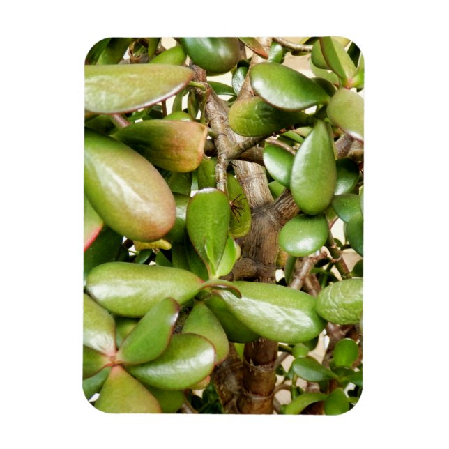 Magnet Flexible Crassula ovata (Vertical)