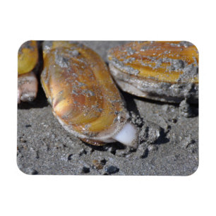 Magnet Flexible Creusage des clams Razor