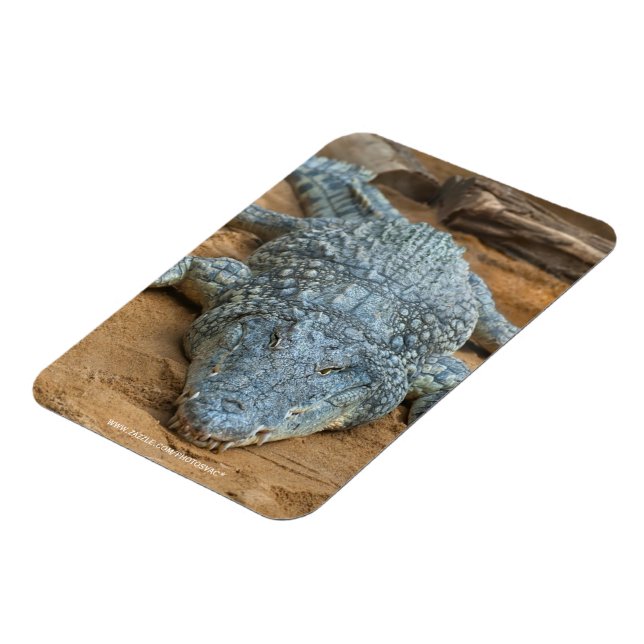 Magnet Flexible Crocodile (Côté Gauche)