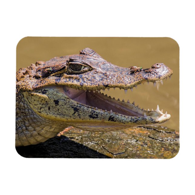 Magnet Flexible Crocodile souriant (Horizontal)