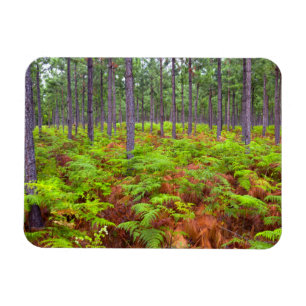 Magnet Flexible Croissance du support commun (Pteridium Aquilinum)