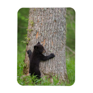Magnet Flexible Cube d'ours noir   Great Smoky Mountains