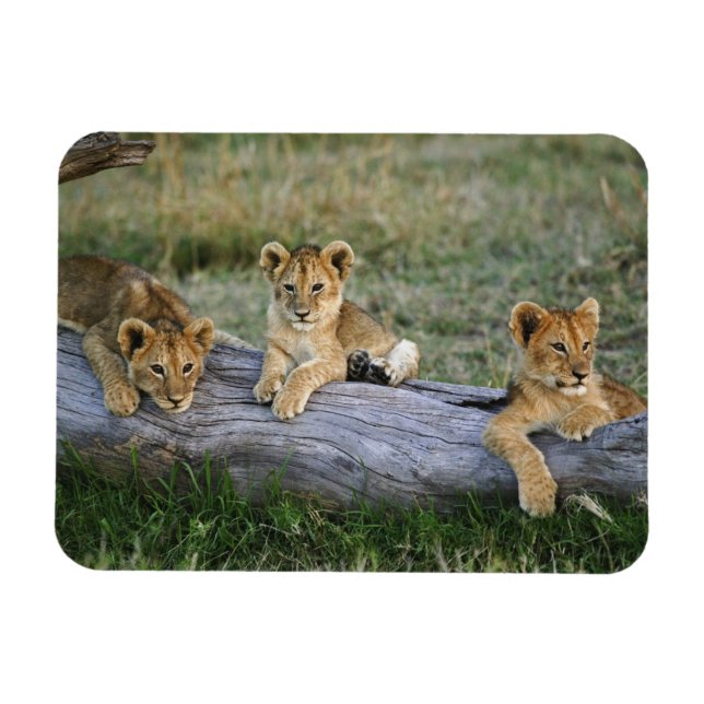 Magnet Flexible Cubes de lion sur le journal (Horizontal)