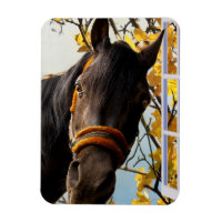 Curieux Cheval À Travers La Fenêtre De La Cuisine