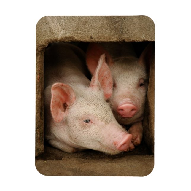 Magnet Flexible Curious Piglets (Vertical)