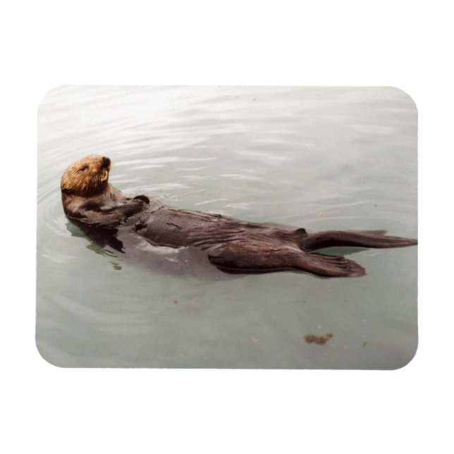 Magnet Flexible Cute Alaska Sea Otter Photo Réfrigérateur Conçu (Horizontal)