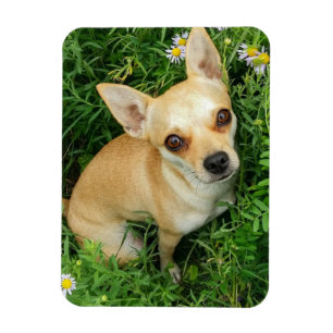 Magnet Flexible Cute Chihuahua dans la prairie